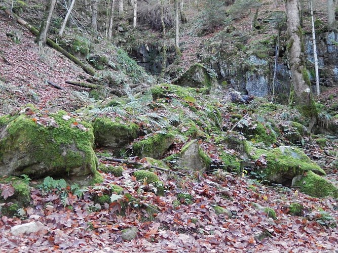 Battion scree forest