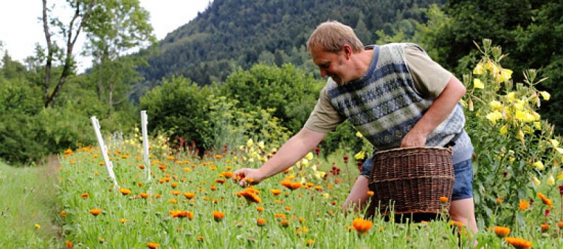 Ferme aux herbes - plantes aromatiques et medicinales