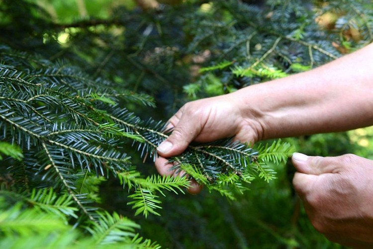 Ferme aux herbes - plantes aromatiques et medicinales