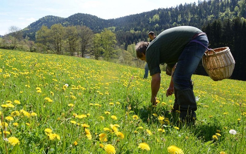 Ferme aux herbes - plantes aromatiques et medicinales