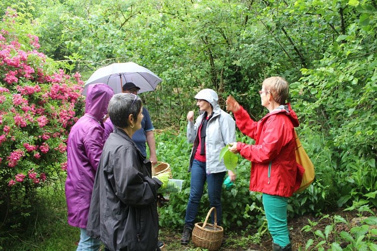 Ferme aux herbes - plantes aromatiques et medicinales