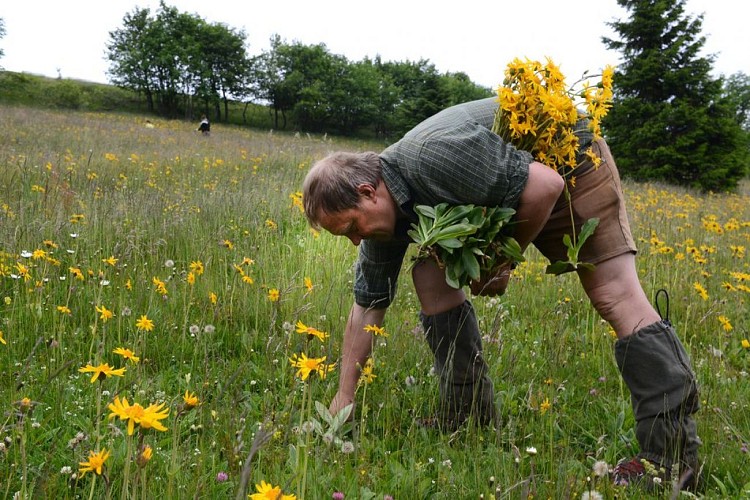 Ferme aux herbes - plantes aromatiques et medicinales