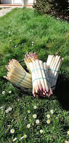 Ferme Labouyrie -  Asperges