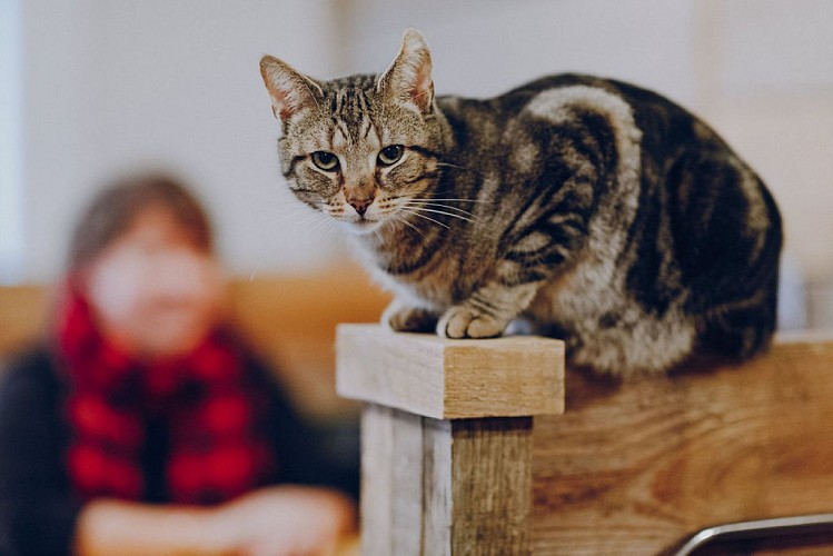 0028-SCE_1126-191121-2021.11.19CAROLOCATS