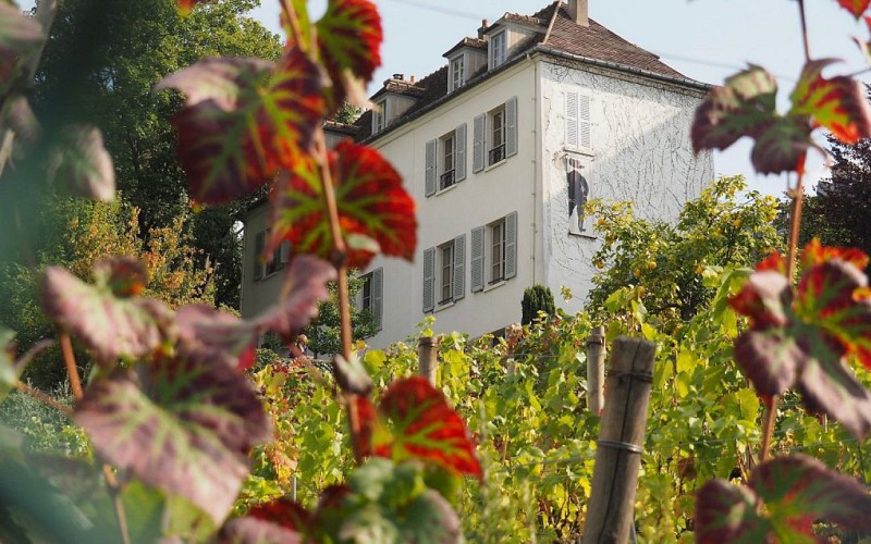 Vigne de Montmartre