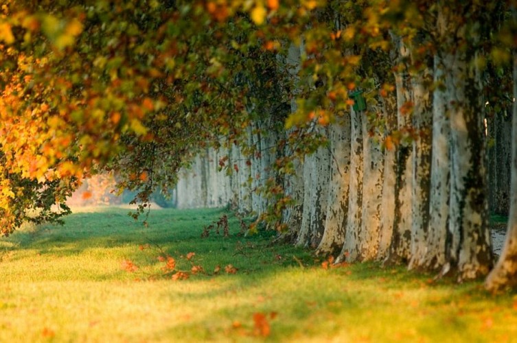 Château Guiraud - SAUTERNES - Sud-Gironde