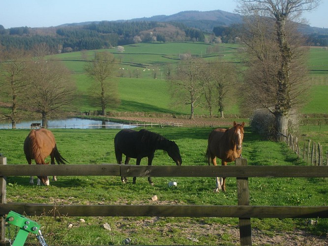 Chevaux au pré devant notre gite