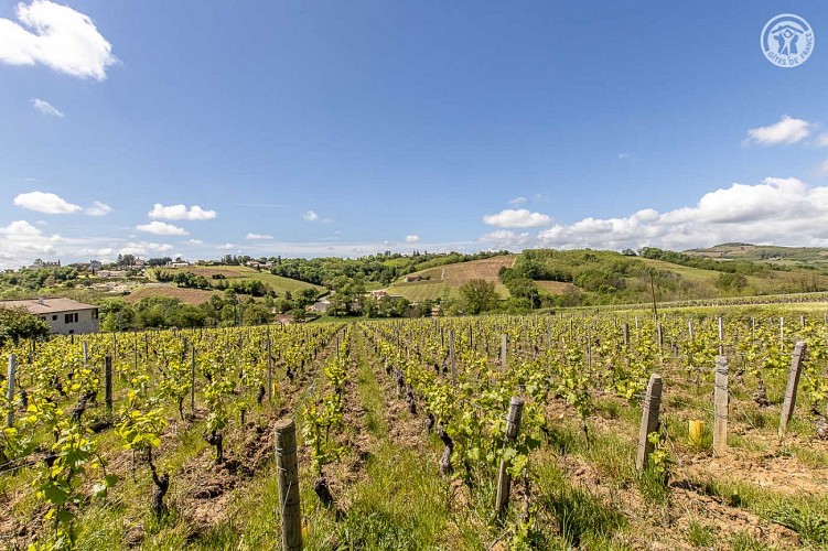 Au coeur du vignoble