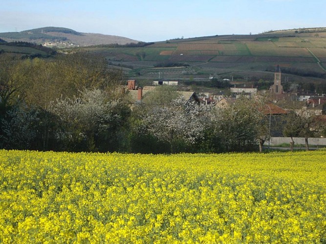 Manoir des Grandes Vignes