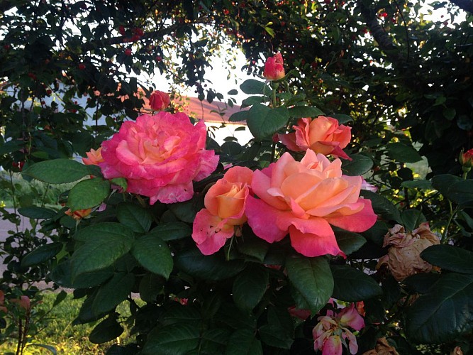 Ferme du tilleul 71 - Rosier en fleur