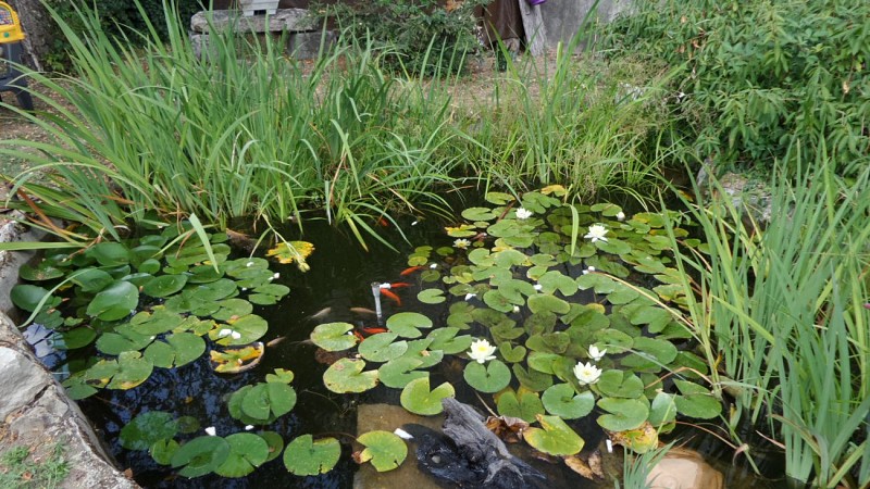 Bassin à poisson