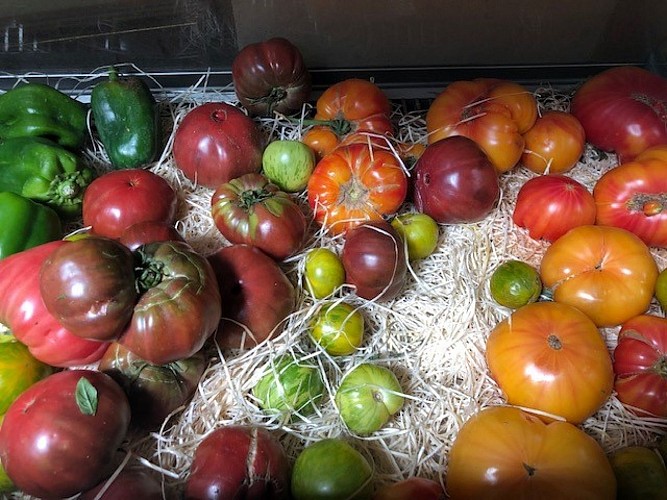 zuppa-zuppa-terrasse-tomates-H-Gino-Bevacqua