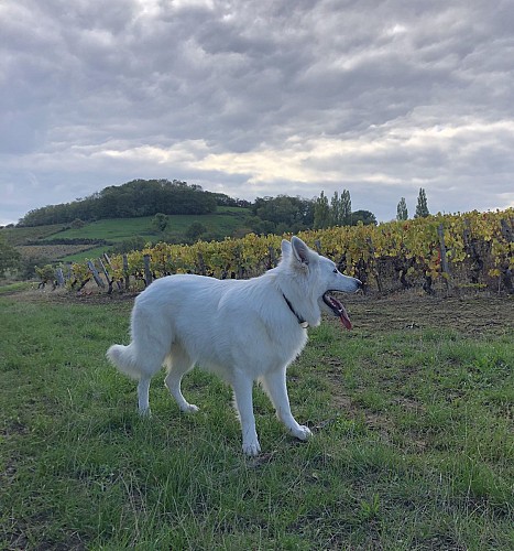 Gite Le domaine d'Orphée_Marmagne