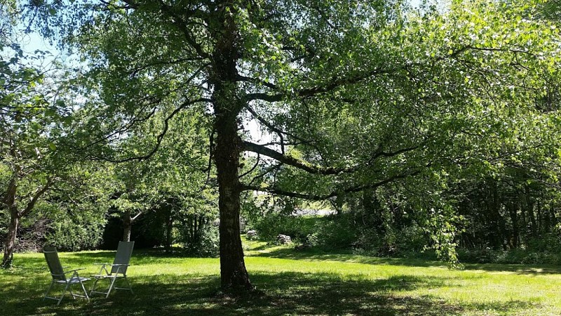 Le Cèdre Enchanté