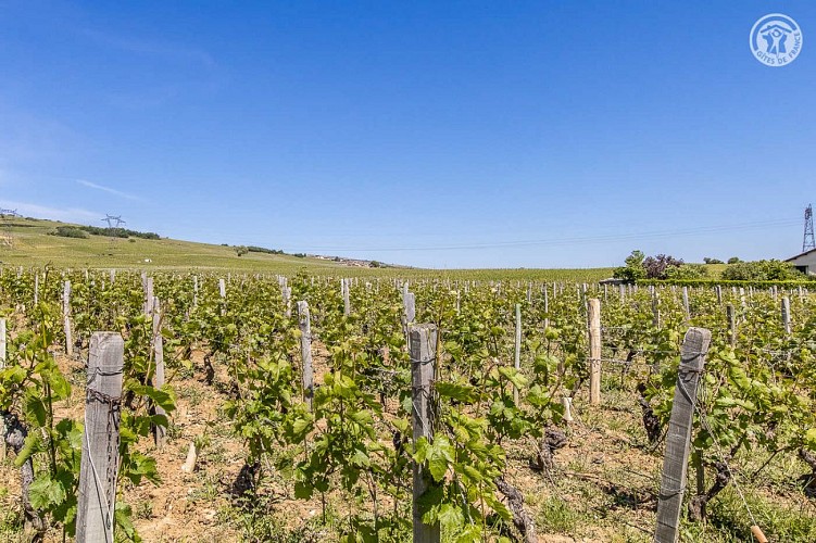 La Vigneraie