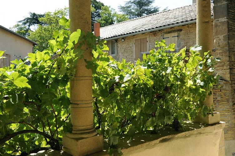 De Pierre et de Vigne