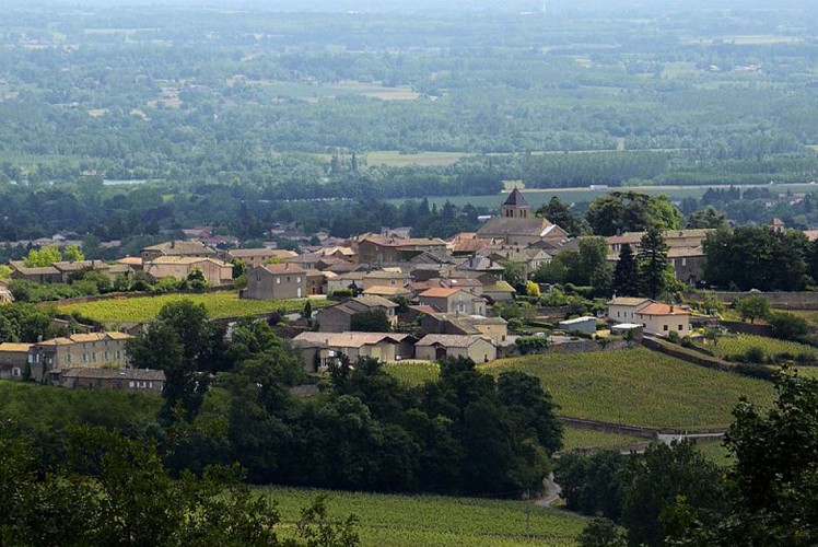 De Pierre et de Vigne