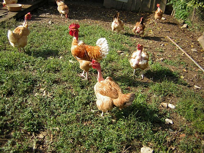 La famille poules