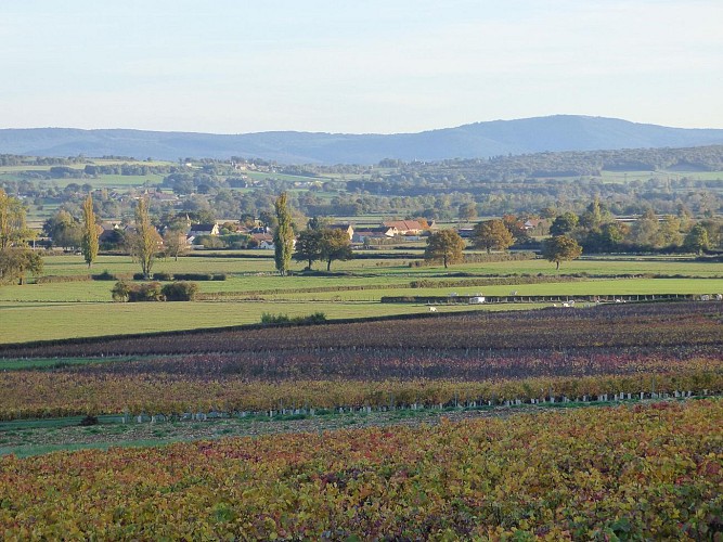 Les Vignes Derrière
