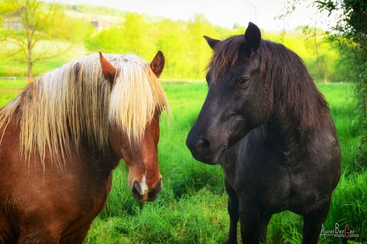 chevaux