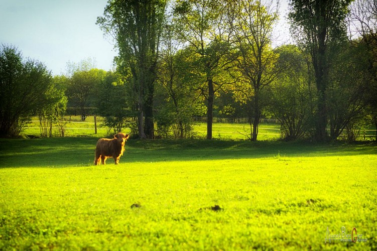 vache