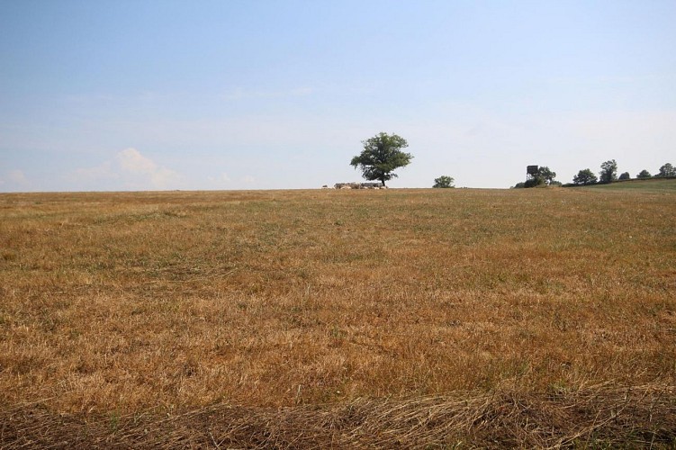 La Roulotte de Serre