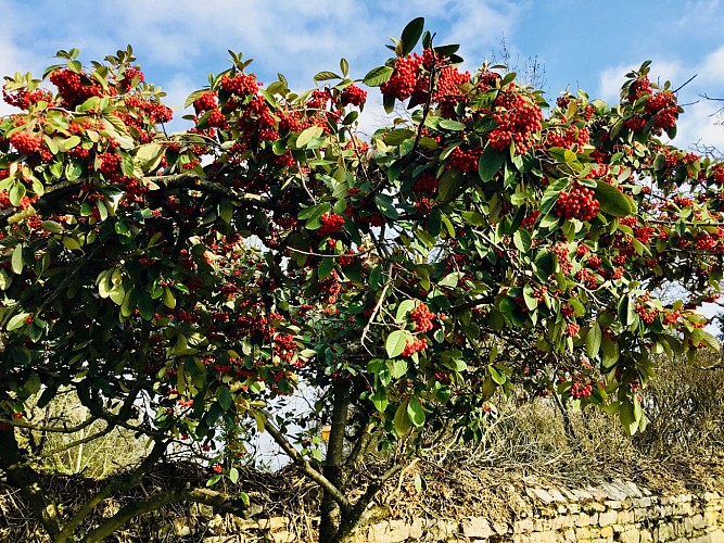 Les Maisons de Chamirey - gîte -Bourgogne - Maison du Grand Four