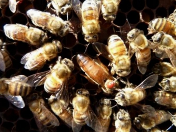 Mellifert - abeilles