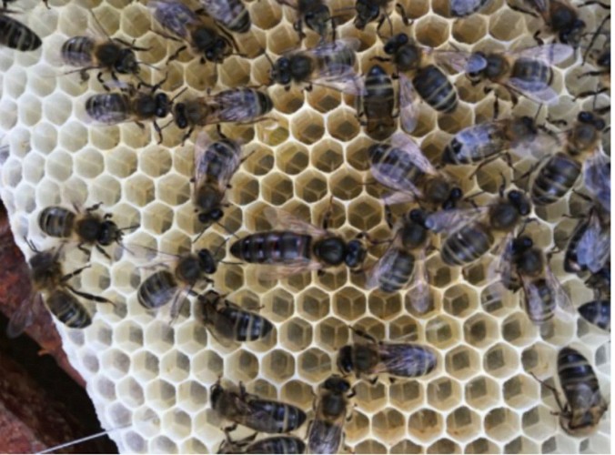 Mellifert - abeilles1