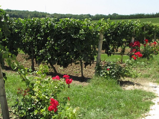 chateau-de-lisennes-9