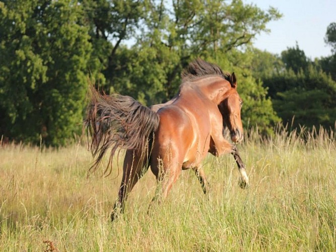 Cheval
