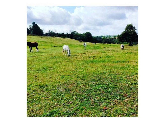 Chevaux dans le pré
