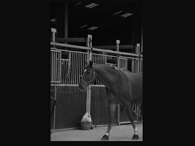 Portrait cheval