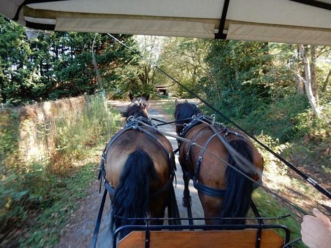 Ma calèche - Soustons - Landes Atlantique Sud