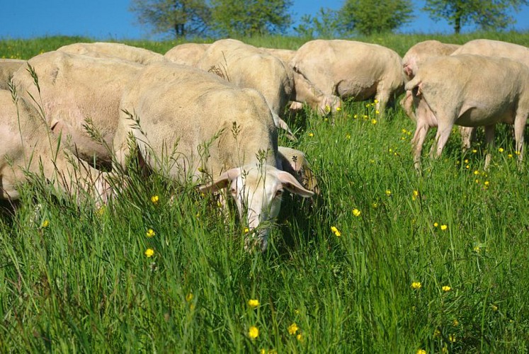 Les Belines au pâturage