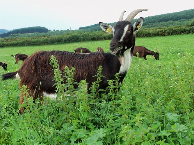 Chèvre Katia au pré