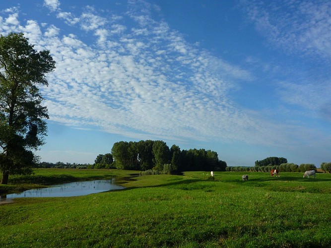 Prairie après la crue