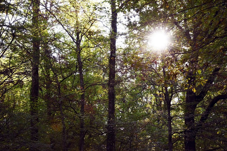 Forêt de Palleau