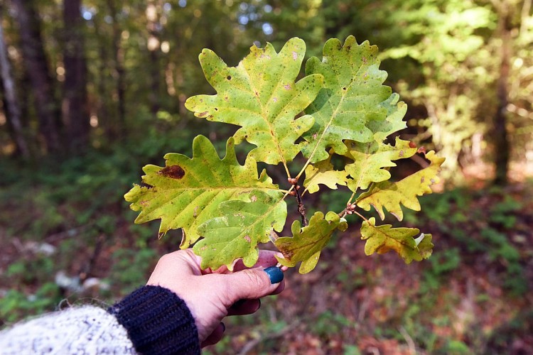 Forêt de Palleau flore