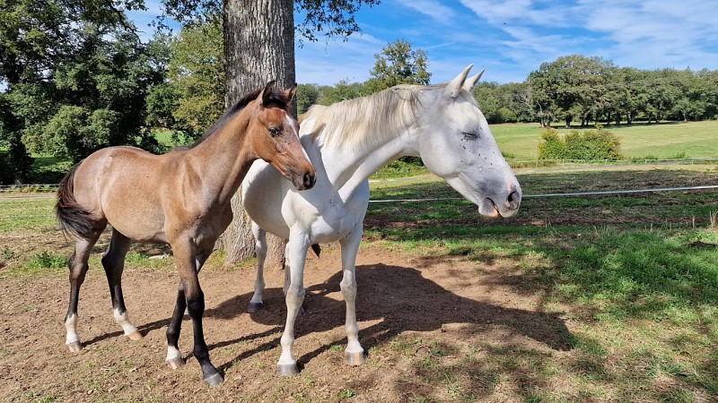 Centre équestre Les écuries de Caux Les écuries de Caux (4)