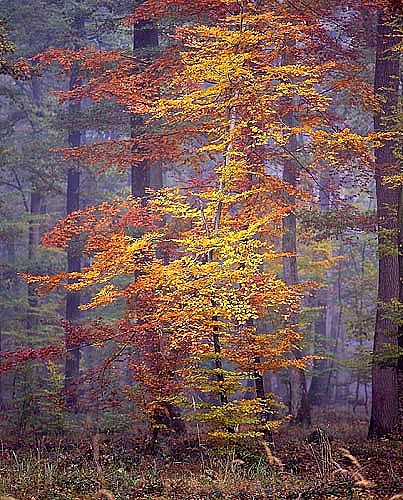 Forêt Domaniale d’Armainvilliers