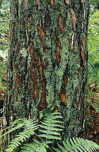 Forêt Domaniale de Jouy