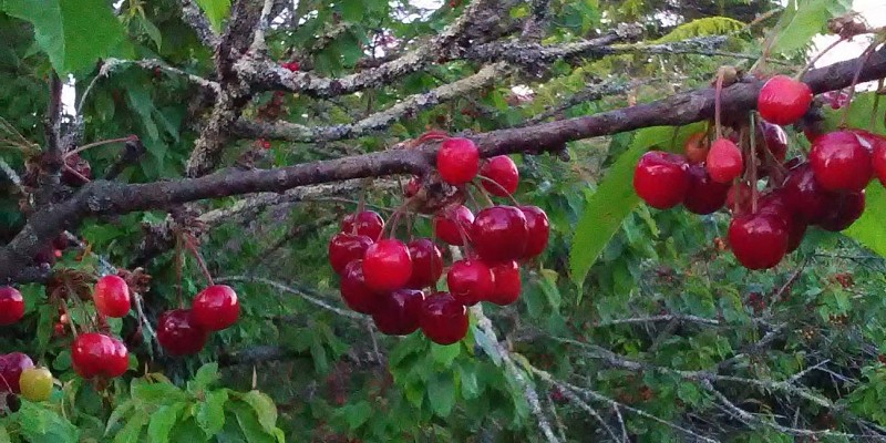cerises Ferme de Labaurie