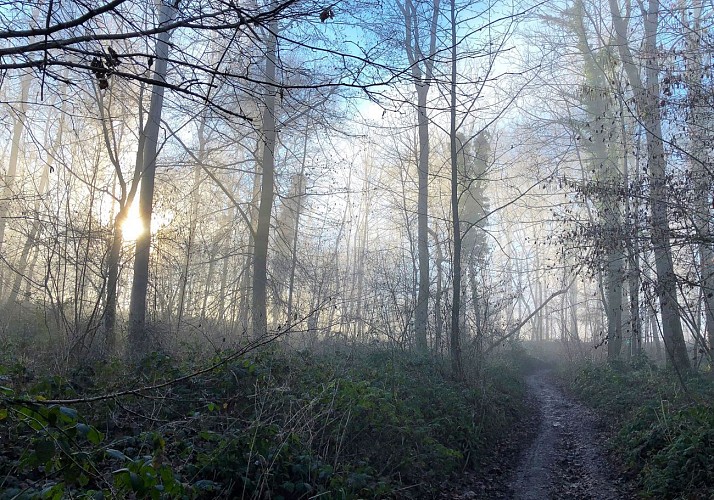 Forêt domaniale dans le brouillard matinal
