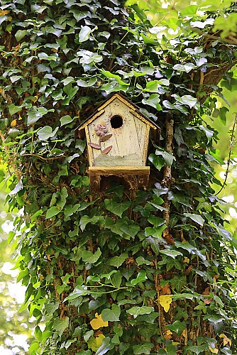 Comptage des oiseaux au Domaine de Fresnoy
