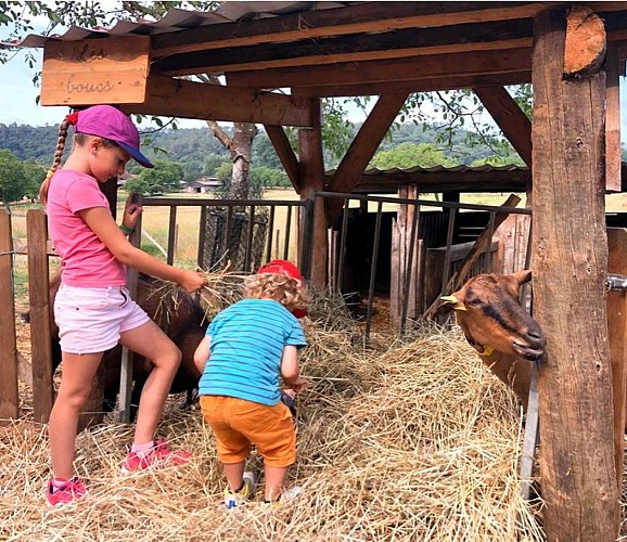Biquettes de Braulen - 2