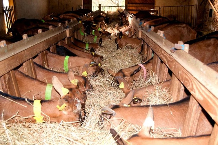 Biquettes de Braulen - 3