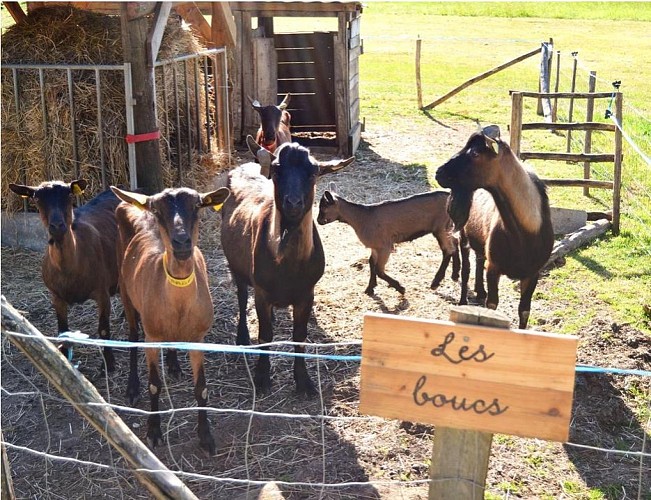 Biquettes de Braulen