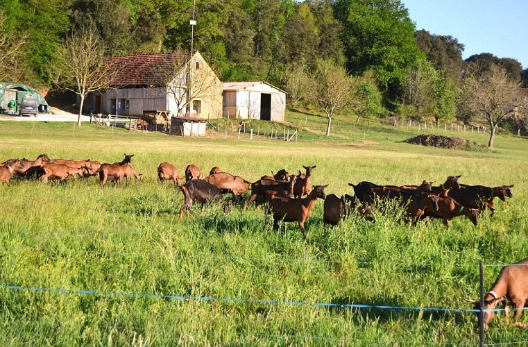 Biquettes de Braulen