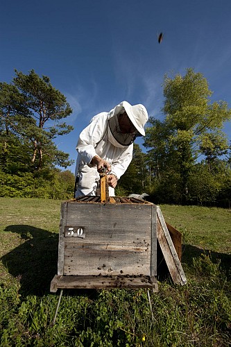 Délices de la Ruche